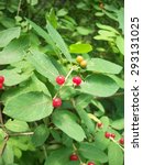 Red Berries