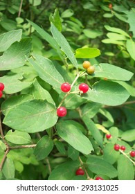 Red Berries