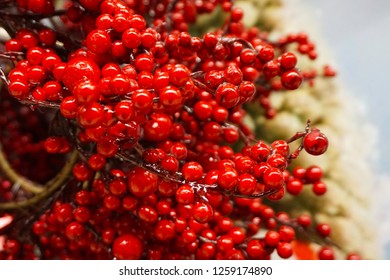 Red berries as background                                             