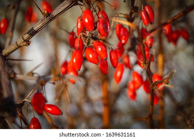 Red berries of barberry in winter, closeup shot.