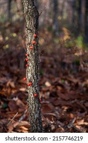Red Berries Of Black Walnut Or Tamus Communis, Climbing Plant Entangled In Chestnut Tree Stump, Autumn Landscape