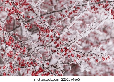 Red berries bush in the garden covered by snow 
