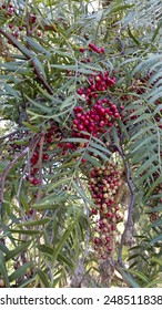 Red Berries Of California Drought-tolerant Pepper Tree Hanging From Slim Twigs