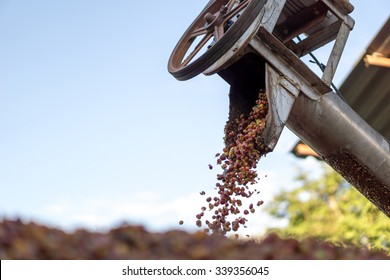 Red Berries Coffee Bean Process In Factory