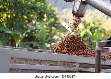 Red berries coffee bean process in factory