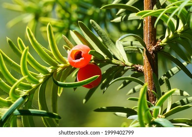 Red Berries Of Common Yew