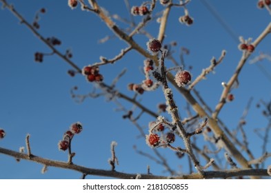 Red berries are covered with frost on a frosty day on a branch, blue sky, winter, snow, cold, macro