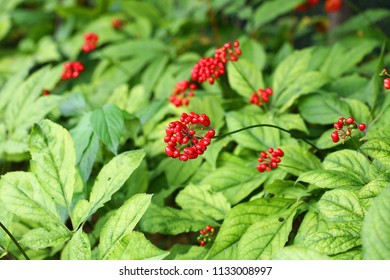 694 Ginseng Field Images, Stock Photos & Vectors 