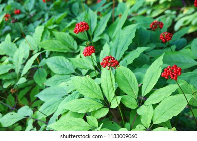 694 Ginseng field Images, Stock Photos & Vectors | Shutterstock