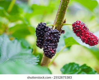 Red berries give a fresh and refreshing feeling. Healthy eating lifestyle. Berries that are high in vitamins help nourish the body, Mulberry trees. Berry tree whose fruits can be used to make a drink.