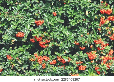 Red berries are in green leaves. Red berry. - Powered by Shutterstock