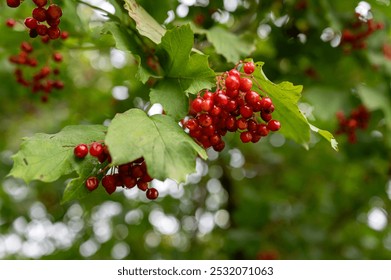 Red berries hanging from green leaves in a lush forest setting during late spring - Powered by Shutterstock