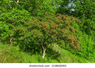 Red Berries Of A Hawthorn Bush