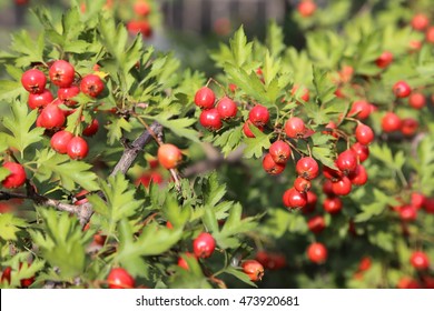 The Red Berries Of The Hawthorn Tree