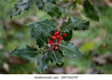 
Red berries of holly in the forest
