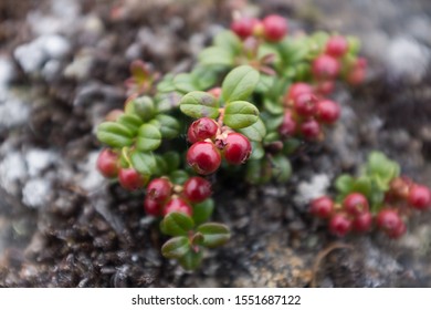 Red Berries In Nunavik Northern Canada