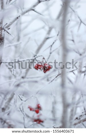 Similar – Image, Stock Photo Last fruits Environment