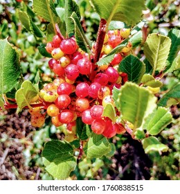 Red Berries On A Bush Found Along A Native Habitat Trail In Lake Forest California In Early Summer