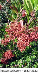 Red Berries On A Bush In A Southern California Landscape In Autumn