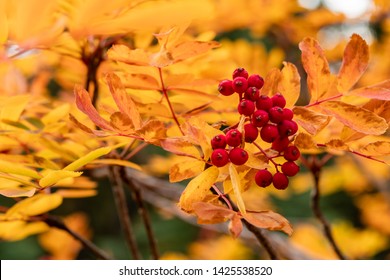 Red Berries On Sitka Spruce Tree In Autumn