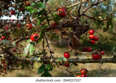 Red berries on a tree with green leaves