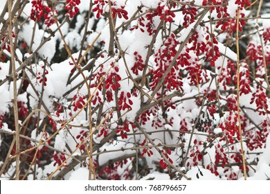 Red berries on wild bushes of barberry in the snow on a winter day. Natural  floral background
