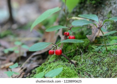 Red Berries On A Wintergreen Plant Growing On The Forest Floor