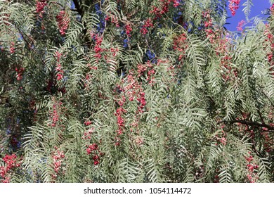 Red Berries Of A Peruvian Peppertree (Schinus Molle) On A Tree.