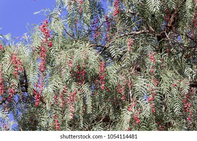 Red Berries Of A Peruvian Peppertree (Schinus Molle) On A Tree.