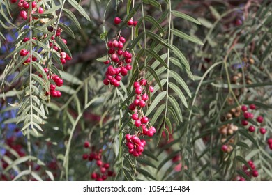 Red Berries Of A Peruvian Peppertree (Schinus Molle) On A Tree.