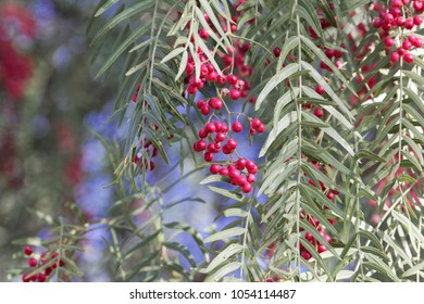 Red Berries Of A Peruvian Peppertree (Schinus Molle) On A Tree.