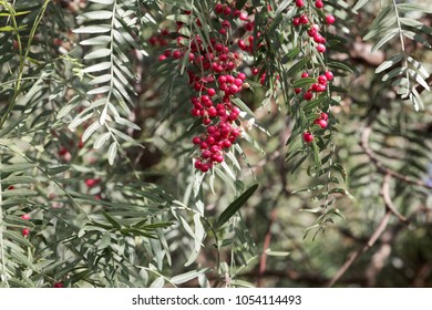 Red Berries Of A Peruvian Peppertree (Schinus Molle) On A Tree.