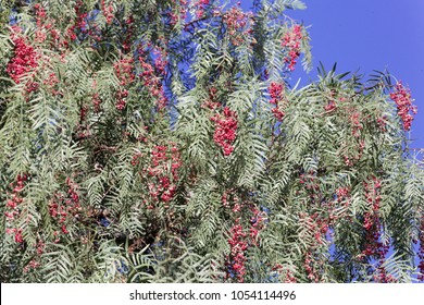 Red Berries Of A Peruvian Peppertree (Schinus Molle) On A Tree.