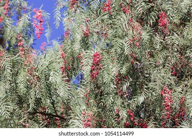 Red Berries Of A Peruvian Peppertree (Schinus Molle) On A Tree.