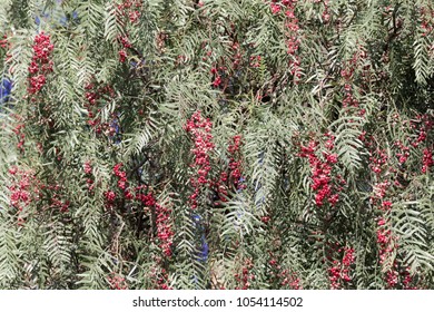 Red Berries Of A Peruvian Peppertree (Schinus Molle) On A Tree.