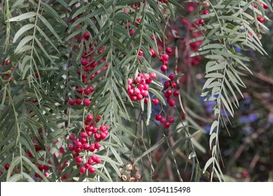 Red Berries Of A Peruvian Peppertree (Schinus Molle) On A Tree.