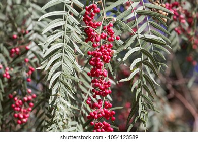 Red Berries Of A Peruvian Peppertree (Schinus Molle) On A Tree.