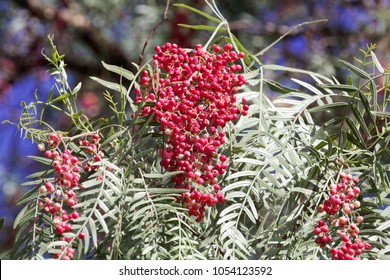 Red Berries Of A Peruvian Peppertree (Schinus Molle) On A Tree.