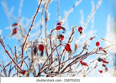 the red berries of a rose-hip in the winter in snow