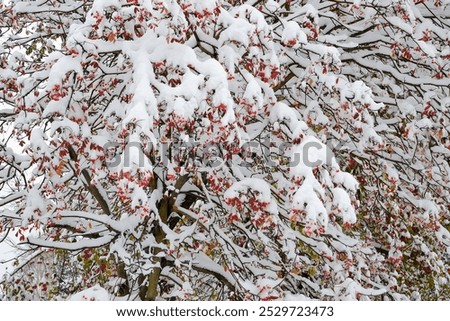 Similar – Image, Stock Photo From last fall Autumn