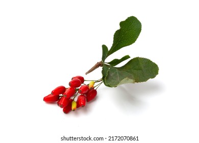 Red berries of the shrubby plant barberry (Berberis) on a white background.