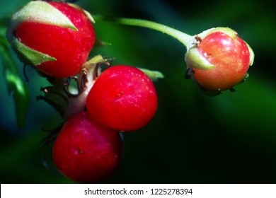 griftlands bog berries