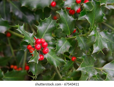 Nellie R Stevens Holly Tree - 1 Gal Potted: Growers Solution