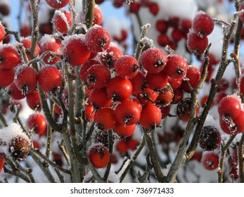 Red berries in the winter