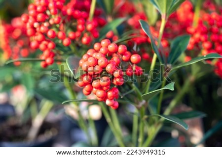 Red berries of winter blossoming garden plant, evergreen skimmia japonica  ornamental plant, close up