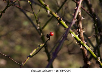 A Red Berry Amongst A Thorny Hedge.