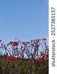 Red berry fruits on the tree at Asahi-dake mountain in hokkaido with blue sky background