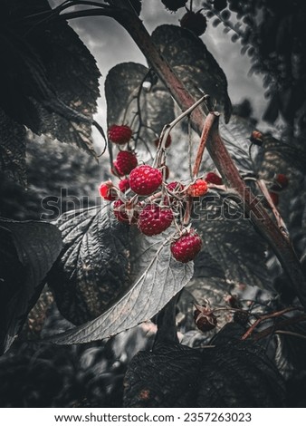 Similar – Image, Stock Photo Close-up of red berries and leaves of schinus molle in nature