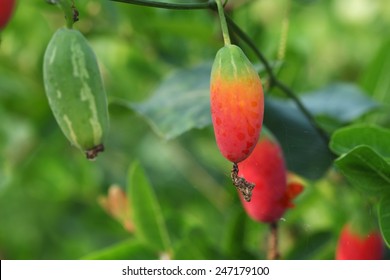 Red Berry Of Ivy Gourd