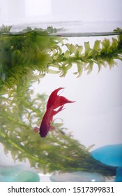 A Red Beta In A Fish Bowl